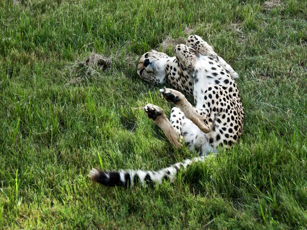 Un ghepard se rostogoleşte în iarbă ca un pisoi. — Fotografie, imagine de stoc