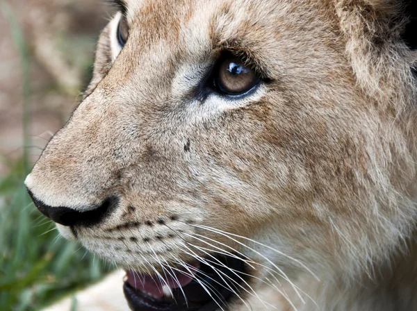 Gros plan du visage d'un petit lion — Photo