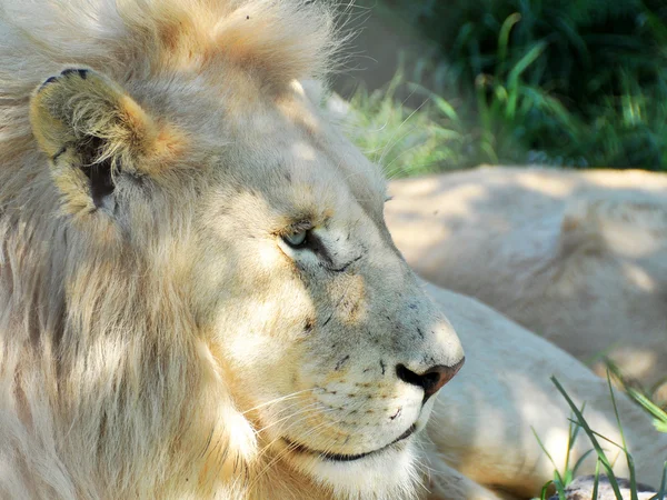 Un león blanco macho bajo un árbol — Foto de Stock