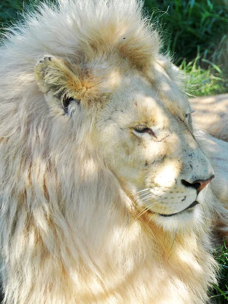 Un león blanco macho bajo un árbol — Foto de Stock