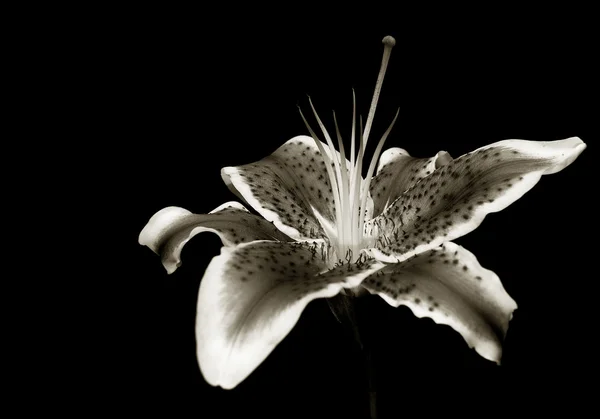 A black and white close-up of a lily — Stock Photo, Image