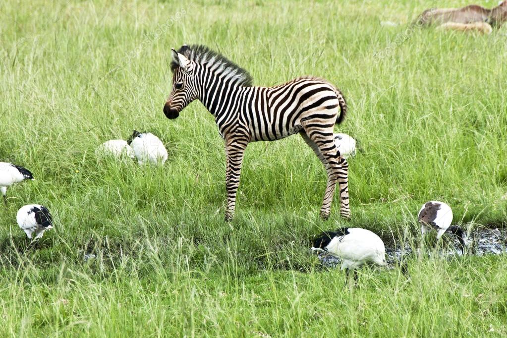 A cute baby zebra Stock Photo by ©MarlivV 96821108