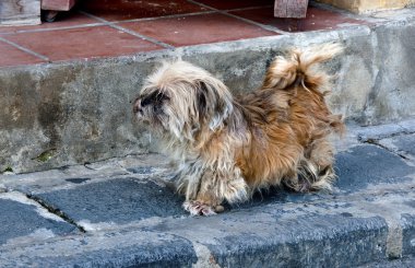 Bir taş yolda bir Scruffy sokak köpeği
