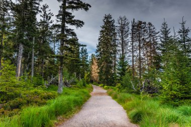 Almanya 'nın kara ormanlarında vahşi yürüyüş parkurları