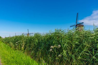 Hollanda 'nın ünlü Kinderdijk yel değirmenleri.