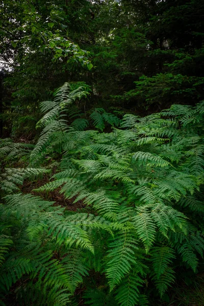 Vegetace Černém Lese Německo — Stock fotografie