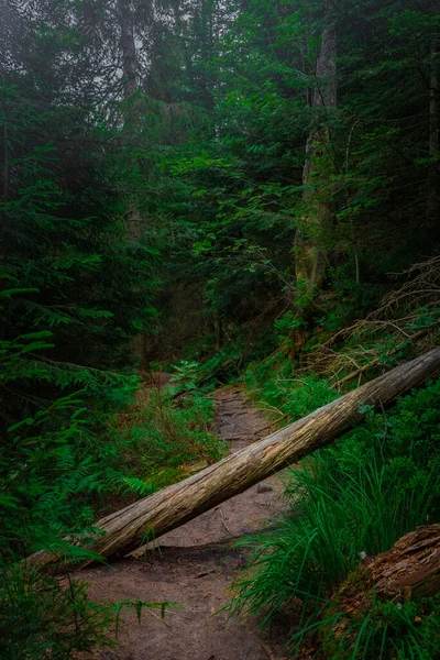 Trilha Caminhadas Selvagens Floresta Negra Alemanha — Fotografia de Stock