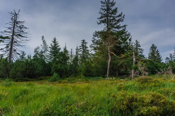 Wandelpad Het Zwarte Bos Van Duitsland — Stockfoto