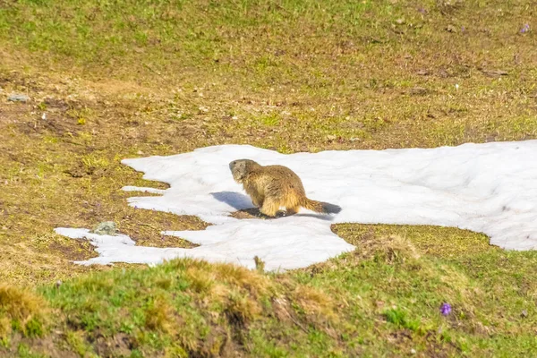 Marmot Zasněžené Krajině Národního Parku Gran Paradiso Itálie — Stock fotografie