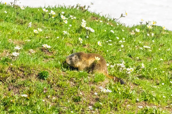 Marmotta Nel Paesaggio Innevato Del Parco Nazionale Del Gran Paradiso — Foto Stock