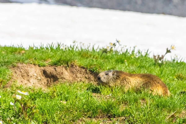 Marmotte Dans Paysage Enneigé Parc National Gran Paradiso Italie — Photo