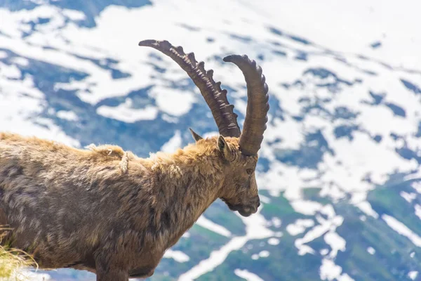 Prachtige Alpiene Steenbok Besneeuwde Bergen Van Gran Paradiso National Park — Stockfoto