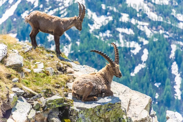 Prachtige Alpiene Steenbok Besneeuwde Bergen Van Gran Paradiso National Park — Stockfoto