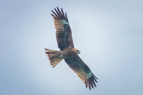Hawk Voando Sobre Baía Long Vietnã — Fotografia de Stock
