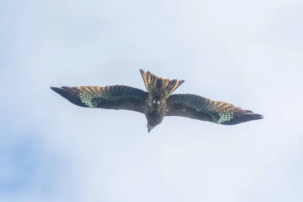 Hawk Survolant Baie Long Vietnam — Photo