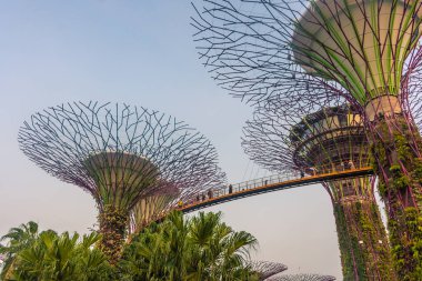 SINGAPORE, 3 EKİM 2019: Körfezin yanındaki Bahçelerin Süperağaçları