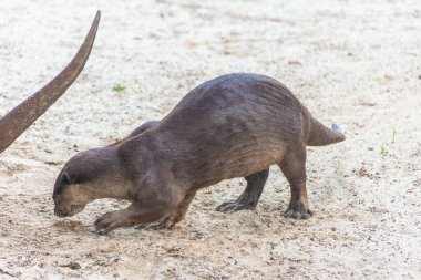 Singapur 'da, körfez kenarında vahşi su samuru.