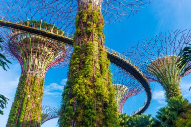 SINGAPORE, 3 EKİM 2019: Körfezin yanındaki Bahçelerin Süperağaçları