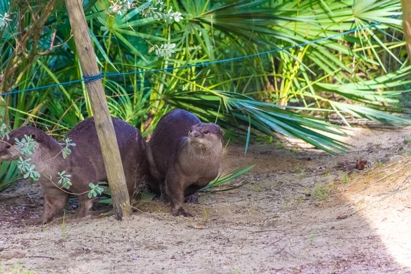 Vilda Utter Gardens Bay Singapore — Stockfoto