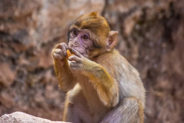 Dzikie Dziecko Barbary Małpa Jedzenia Maroku — Zdjęcie stockowe