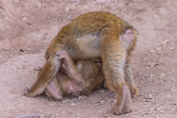 Δύο Μαϊμούδες Παίζουν Στην Άγρια Φύση Μαρόκο — Φωτογραφία Αρχείου