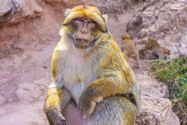 Singe Barbare Sauvage Maroc — Photo