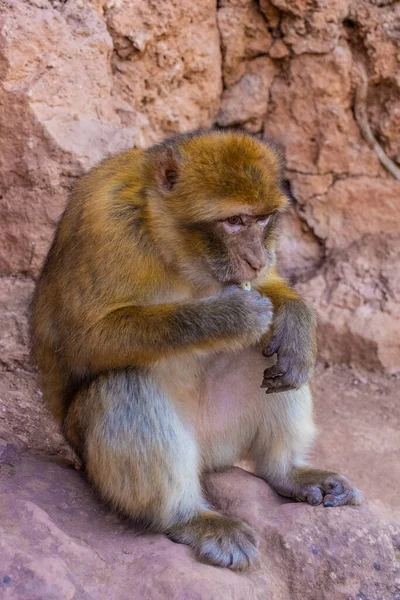 坐在摩洛哥的野生巴巴里猿 — 图库照片