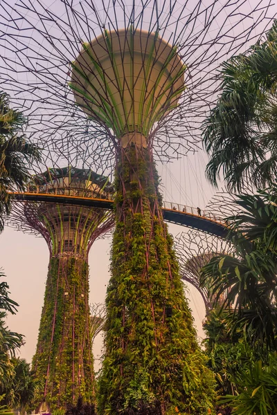 Cingapore Outubro 2019 Superárvores Dos Jardins Junto Baía — Fotografia de Stock