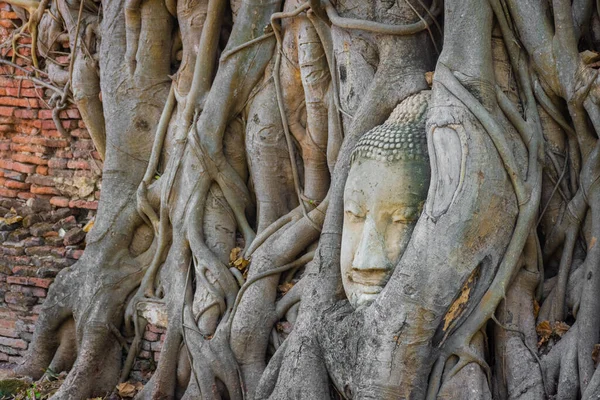 Cabeça Buda Embutida Uma Árvore Banyan Ayutthaya Tailândia — Fotografia de Stock