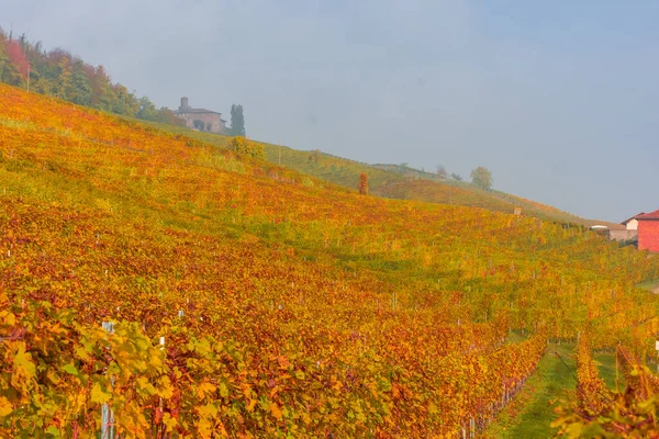 Vigneti Delle Langhe Piemonte Italia — Foto Stock