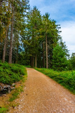 Almanya 'nın kara ormanlarında yürüyüş yolu