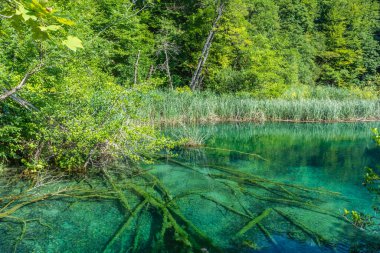 Plitvice Göllerinde kristal su