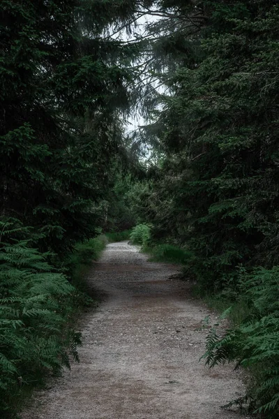 ドイツの黒い森の中の野生のハイキングコース — ストック写真