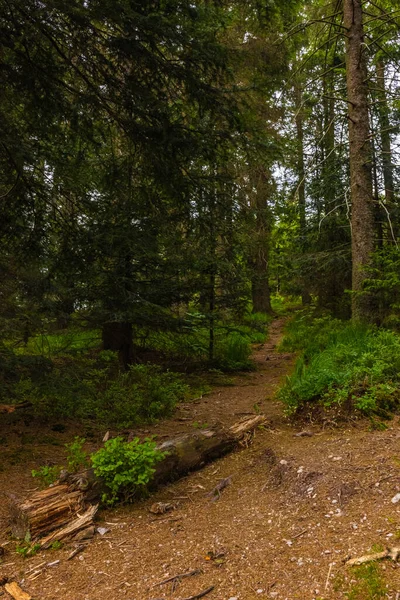 Wandelpad Het Zwarte Bos Van Duitsland — Stockfoto