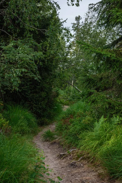 Wild Wandelpad Het Zwarte Bos Van Duitsland — Stockfoto