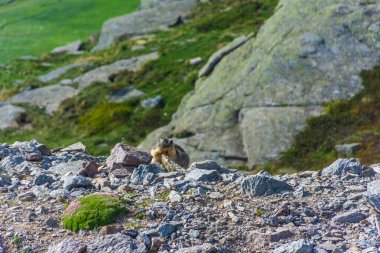 Alp Dağları 'ndaki dağ sıçanı, İtalya