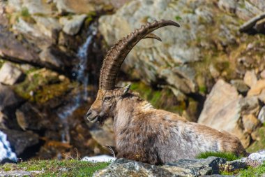 Gran Paradiso Ulusal Parkı, Piedmont, İtalya 'daki dağlarda dağ keçisi.