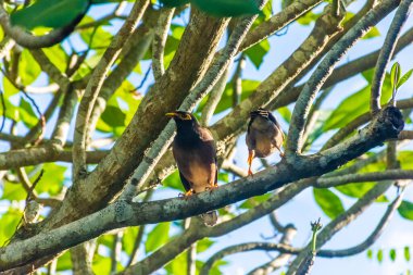 LUCERNE, SWitness ZERLAND, 8 AĞUSTOS 2020: Kapellbrucke Köprüsü 'nün güzel manzarası