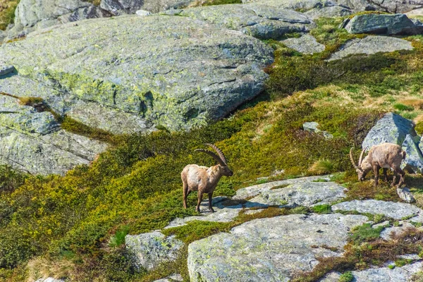 Ibex Alpino Las Montañas Del Parque Nacional Gran Paradiso Piamonte — Foto de Stock