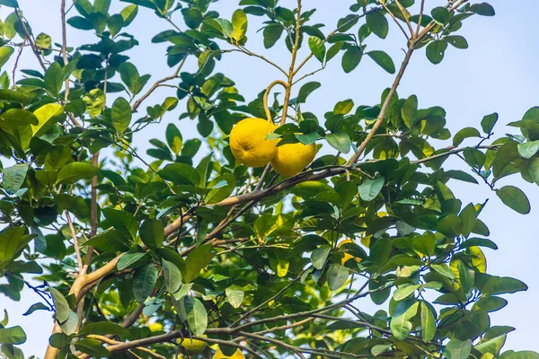 Pomelos Auf Den Bäumen Xingping China — Stockfoto