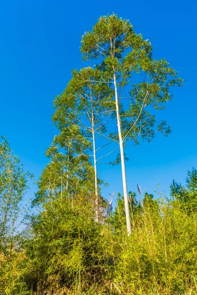 High Trees Guilin China — Fotografia de Stock