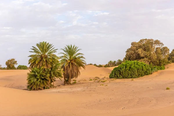Красивый Пейзаж Пустыни Сахара Эрг Чебби Мерзуга Марокко — стоковое фото