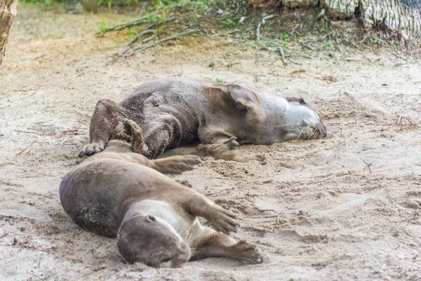 Wild otter in Gardens by the Bay, Singapore