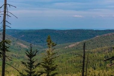 Almanya Kara Ormanı