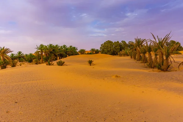 Palmiers Dans Les Dunes Désert Sahara Merzouga Maroc — Photo