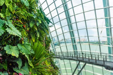 ŞARKI, 3 EKİM 2019: Singapur 'daki Bulut Ormanı