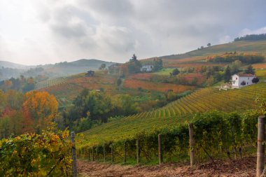 Langhe 'deki muhteşem sonbahar manzarası. Piedmont, İtalya' daki ünlü üzüm bağı bölgesi.