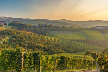 Langhe 'deki muhteşem sonbahar manzarası. Piedmont, İtalya' daki ünlü üzüm bağı bölgesi.