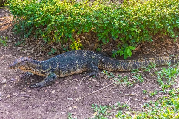 Lézard Moniteur Sauvage Dans Lumphini Park Bangkok Thaïlande — Photo