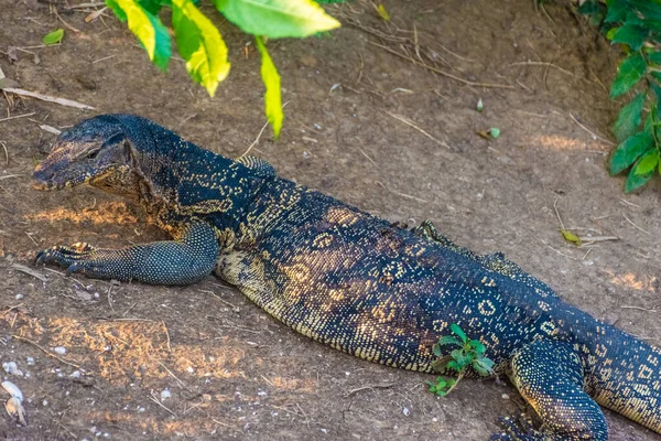 Wild monitor lizard in Lumphini Park, Bangkok, Thailand